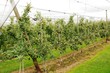 pommiers sous serre