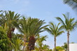 Palmen auf Lanzarote