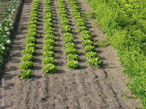 Photo: Feld mit grünen Salatpflanzen in Frankfurt am Main Oberrad Feld mit grünen Salatpflanzen in Frankfurt am Main Oberrad