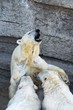Polar bear cubs feeding Polar bear cubs feeding