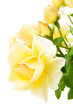yellow rose