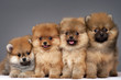 Pomeranian puppies