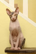 cat,chat,gatto,katze - sphynx