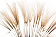 canvas print picture - dandelion seeds