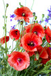 Red Poppy