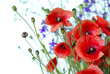 Red Poppy