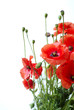 Red Poppy