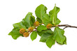 Beech brunch
