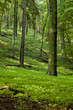 Spring forest