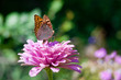 Photo: butterfly on a flower butterfly on a flower