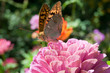 Photo: butterfly on a flower butterfly on a flower