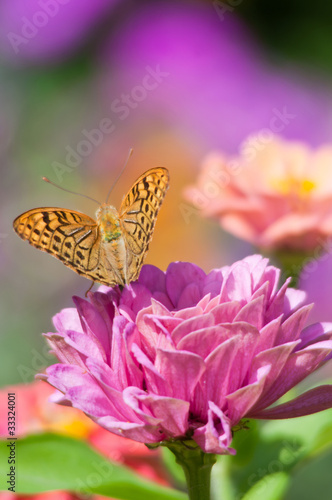 Photo: butterfly on a flower butterfly on a flower
