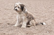 Terrier
