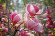 Pink magnolia flowers on a branch Pink magnolia flowers on a branch