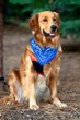 Sitting Golden Retriever