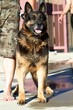 German Shepherd Police Dog