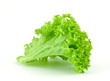 Lettuce