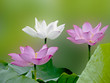 Lotus Bloom