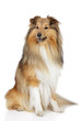 Shetland sheepdog on a white background