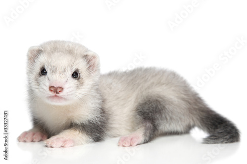Photo: Baby ferret on a white background Baby ferret on a white background