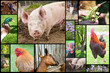 Mosaique d'animaux de la campagne