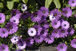 DENMARK_daisies flowers DENMARK_daisies flowers