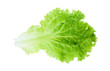 Sheet of green salad.