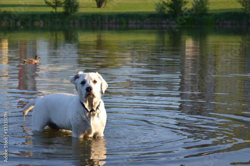 Photo: Swimming dog Swimming dog