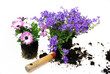 Campanula und Osteospermum