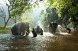 Asian elephant 
