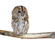 Isolated owl