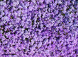 Blütenteppich