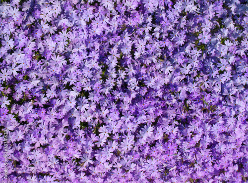 Photo: Blütenteppich Blütenteppich