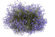 Lobelia
