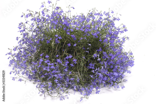 Photo: Lobelia Lobelia