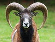 portrait eines mufflons