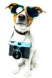 dog photo camera dog photo camera