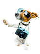 dog photo camera dog photo camera