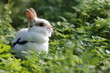 Kaninchen im Grünen