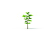 Green leafs tree growing, HD, alpha