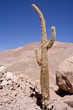 chile_3