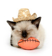 Kitten with football and hat