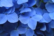 蒼