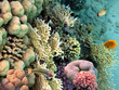 Photo of a coral colony, Red Sea, Egypt