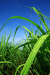 Photo: sugarcane stems and leaves. sugarcane stems and leaves.