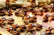 group of termite