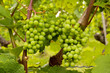 Weinstock / Anfang Sommer