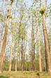 Teak forests to the environment.