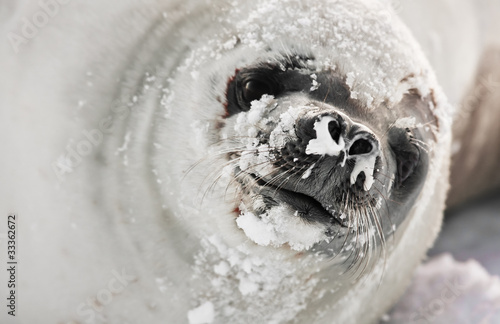 Photo: snot-nosed seal snot-nosed seal