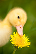 Little duckling